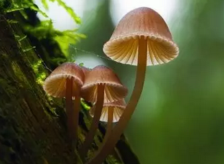 蘑菇提取物還能減少糖用量？
