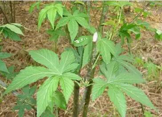 天然甜味劑的未來：甜茶苷、甘草甜素或?qū)⒋? title=